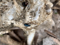 Necrobia violacea