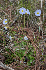 Pinguicula primuliflora