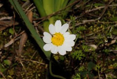 Anthemis chia