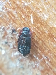 Micropeplus staphylinoides