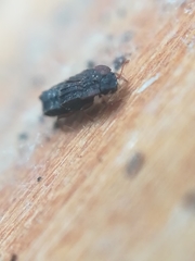 Micropeplus staphylinoides