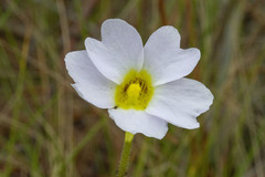 Pinguicula primuliflora