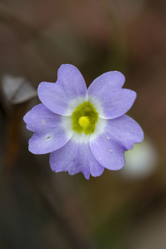 southern butterwort (Pinguicula primuliflora)