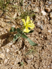 Oenothera primiveris primiveris