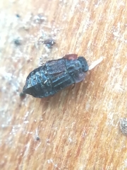 Micropeplus staphylinoides
