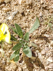 Oenothera primiveris primiveris