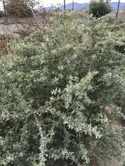 Atriplex lentiformis