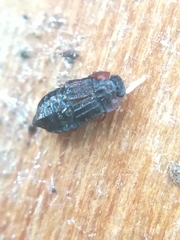 Micropeplus staphylinoides