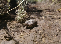 Breviceps verrucosus