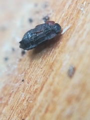 Micropeplus staphylinoides