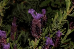 Lavandula stoechas
