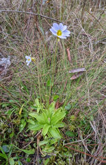 Pinguicula primuliflora