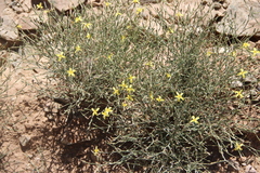 Lactuca orientalis