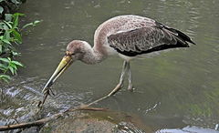 Mycteria ibis