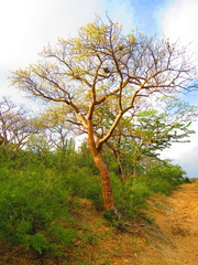 Bursera arida