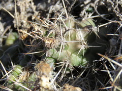 Austrocactus hibernus