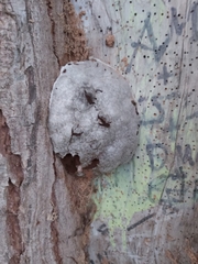 Reticularia lycoperdon