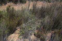 Leucadendron arcuatum