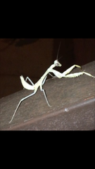 Stagmomantis