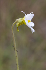 Pinguicula primuliflora