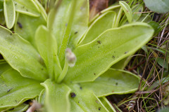 Pinguicula primuliflora