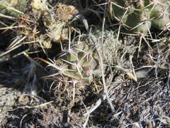 Austrocactus hibernus