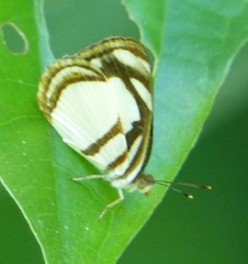 Dynamine athemon athemaena