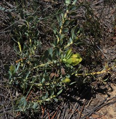 Leucadendron arcuatum