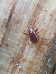 Pergamasus