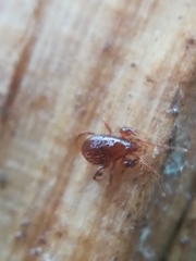 Pergamasus