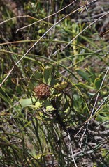 Leucadendron arcuatum