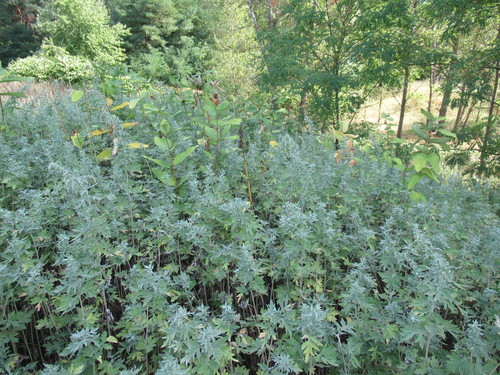 Artemisia argyi iNat (1)