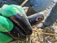 Erpobdellidae