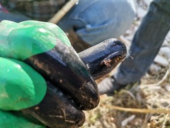 Erpobdellidae