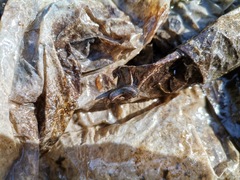 Erpobdellidae