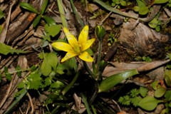 Gagea peduncularis