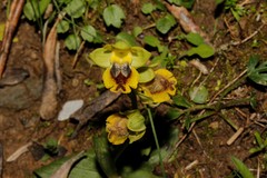 Ophrys lutea galilaea