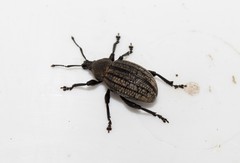 Otiorhynchus bicostatus