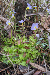 Pinguicula primuliflora
