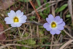 Pinguicula primuliflora