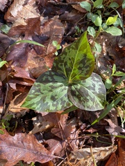 Trillium luteum