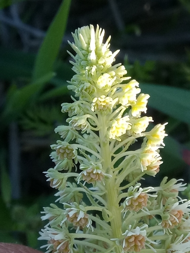 Reseda duriaeana (Reseda duriaeana)