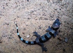 Hemidactylus eniangii