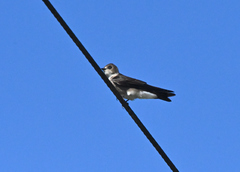 Stelgidopteryx serripennis ridgwayi