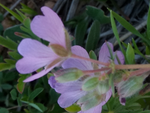 Geranium malviflorum image