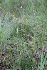 Pseudopodospermum molle