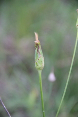 Pseudopodospermum molle
