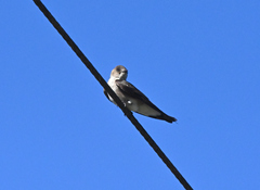 Stelgidopteryx serripennis ridgwayi