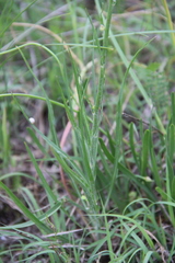 Pseudopodospermum molle