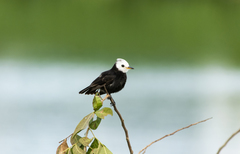 Arundinicola leucocephala